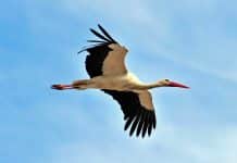 Ukraine is Not Russia. Crane vs Bear