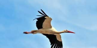 Ukraine is Not Russia. Crane vs Bear