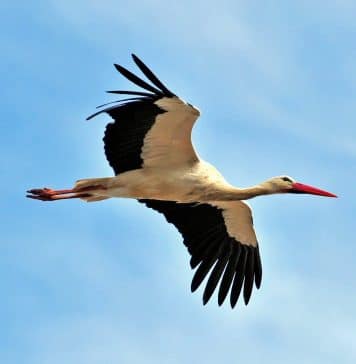 Ukraine is Not Russia. Crane vs Bear