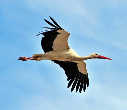 Ukraine is Not Russia. Crane vs Bear