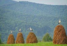 Why Crane. About this Website