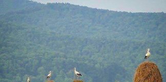 Why Crane. About this Website