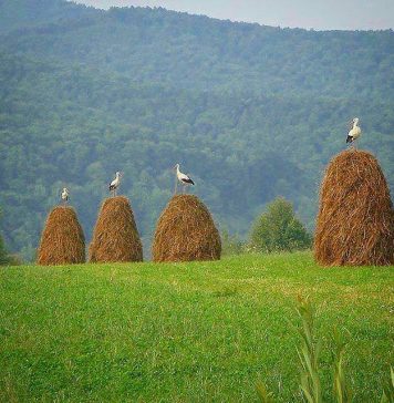 Why Crane. About this Website