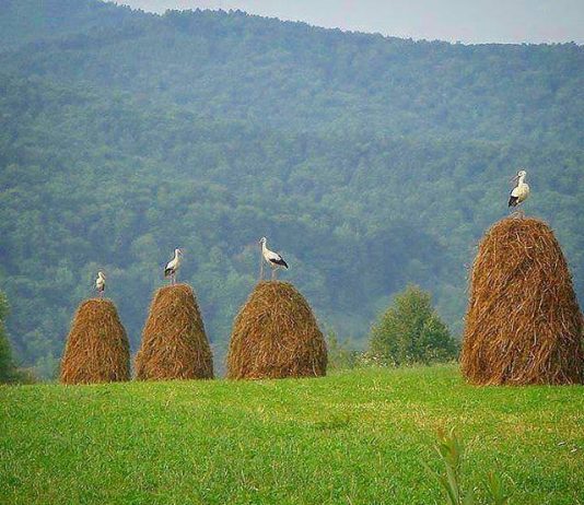 Why Crane. About this Website