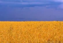 Extra-realistic flag of Ukraine