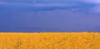 Extra-realistic flag of Ukraine