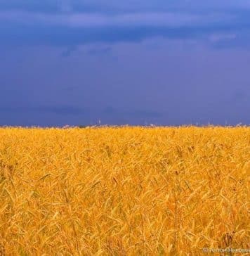 Extra-realistic flag of Ukraine