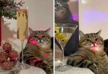 Instagram star Ukrainian Cat Stepan raised $ 10 000 for other pets in Ukraine’s zoo