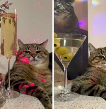 Instagram star Ukrainian Cat Stepan raised $ 10 000 for other pets in Ukraine’s zoo