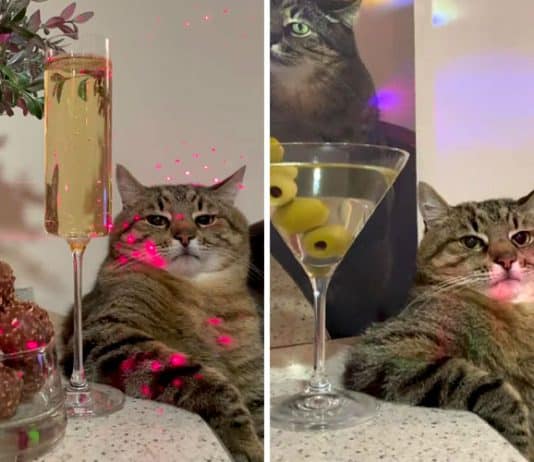 Instagram star Ukrainian Cat Stepan raised $ 10 000 for other pets in Ukraine’s zoo