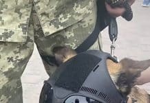 Ukrainian Special Operations Forces Dog