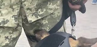 Ukrainian Special Operations Forces Dog