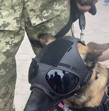 Ukrainian Special Operations Forces Dog