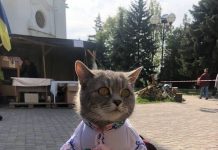 Ukrainian Cattess