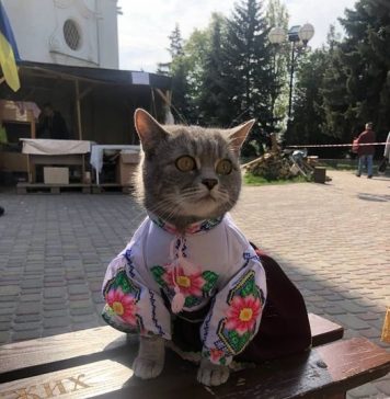 Ukrainian Cattess
