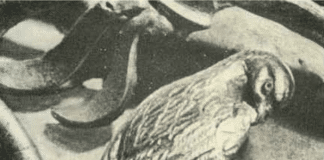 Sculptured birds on Golden Pectoral from Tovsta Mogyla Kurgan