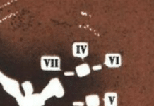 Curious Horse Burials in Tovsta Mogyla Kyrgan: ‘Yin-Yang’ pattern?