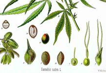 Scythians and Cannabis: making clothes, steam-bathing, getting high