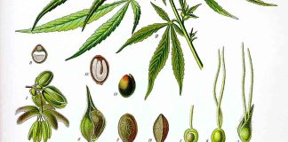 Scythians and Cannabis: making clothes, steam-bathing, getting high