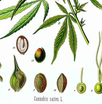 Scythians and Cannabis: making clothes, steam-bathing, getting high