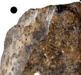 Ivory Artifact from Bilsk Scythian settlement in Ukraine; Its striking resemblance to Artifacts from Sparta and Minoan Crete