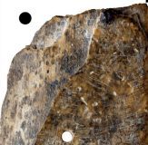 Ivory Artifact from Bilsk Scythian settlement in Ukraine; Its striking resemblance to Artifacts from Sparta and Minoan Crete